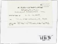 Thumbnail image of current specimen