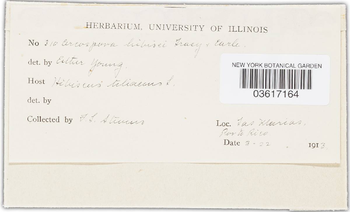 Pseudocercospora abelmoschi image