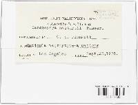 Cercospora nasturtii image