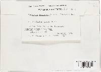 Uromyces fallens image