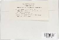 Uromyces fallens image