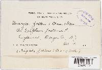 Uromyces fallens image