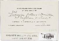 Uromyces fallens image