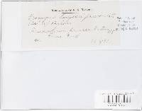 Uromyces hedysari-paniculati image