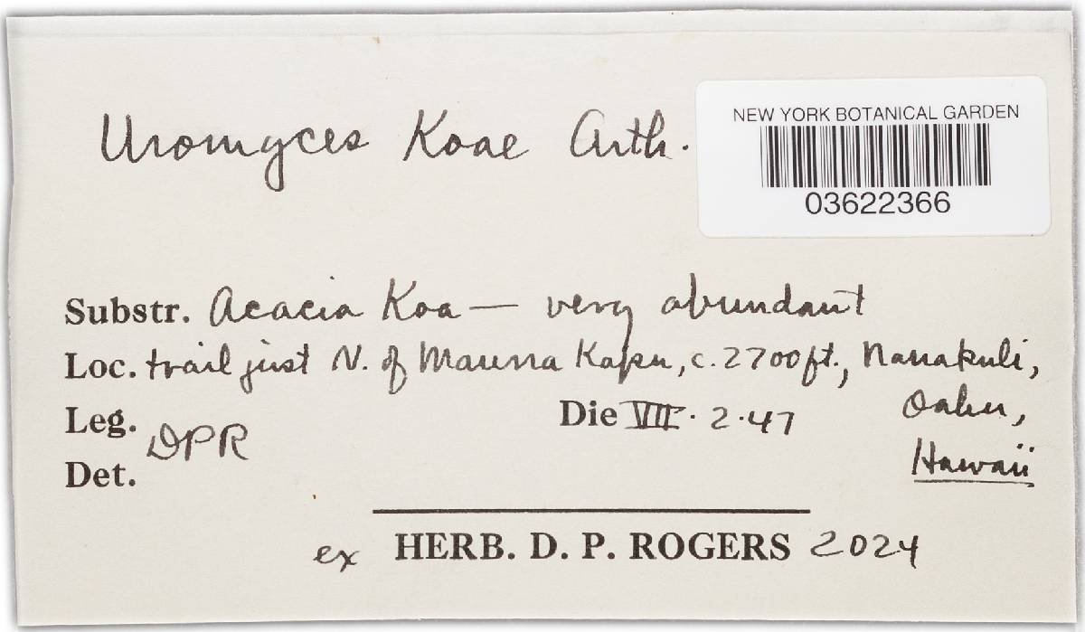 Endoraecium koae image