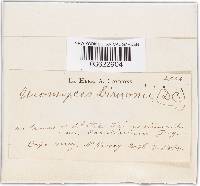 Uromyces limonii-caroliniani image