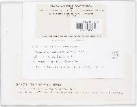 Uromyces muscari image