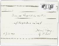 Uromyces scrophulariae image