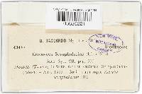 Uromyces scrophulariae image