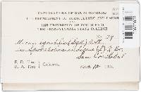 Uromyces tenuicutis image