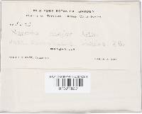 Uromyces tenuicutis image