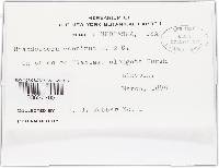 Rhabdospora continua image