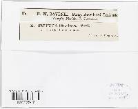 Septoria oenotherae image