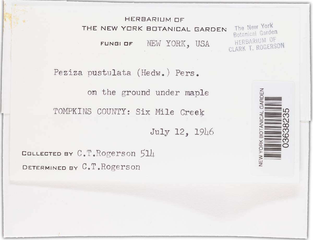 Tarzetta catinus image