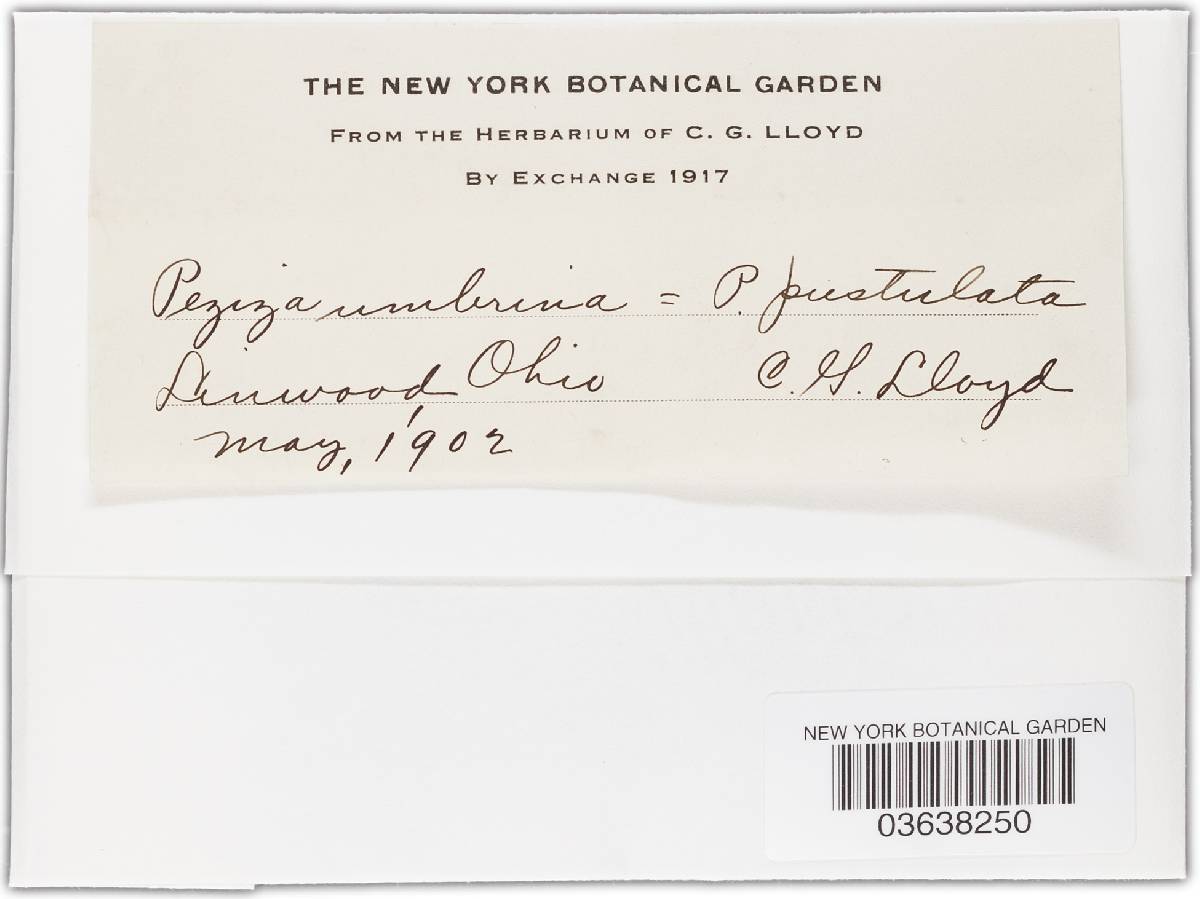Tarzetta catinus image