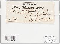 Pyronema omphalodes image