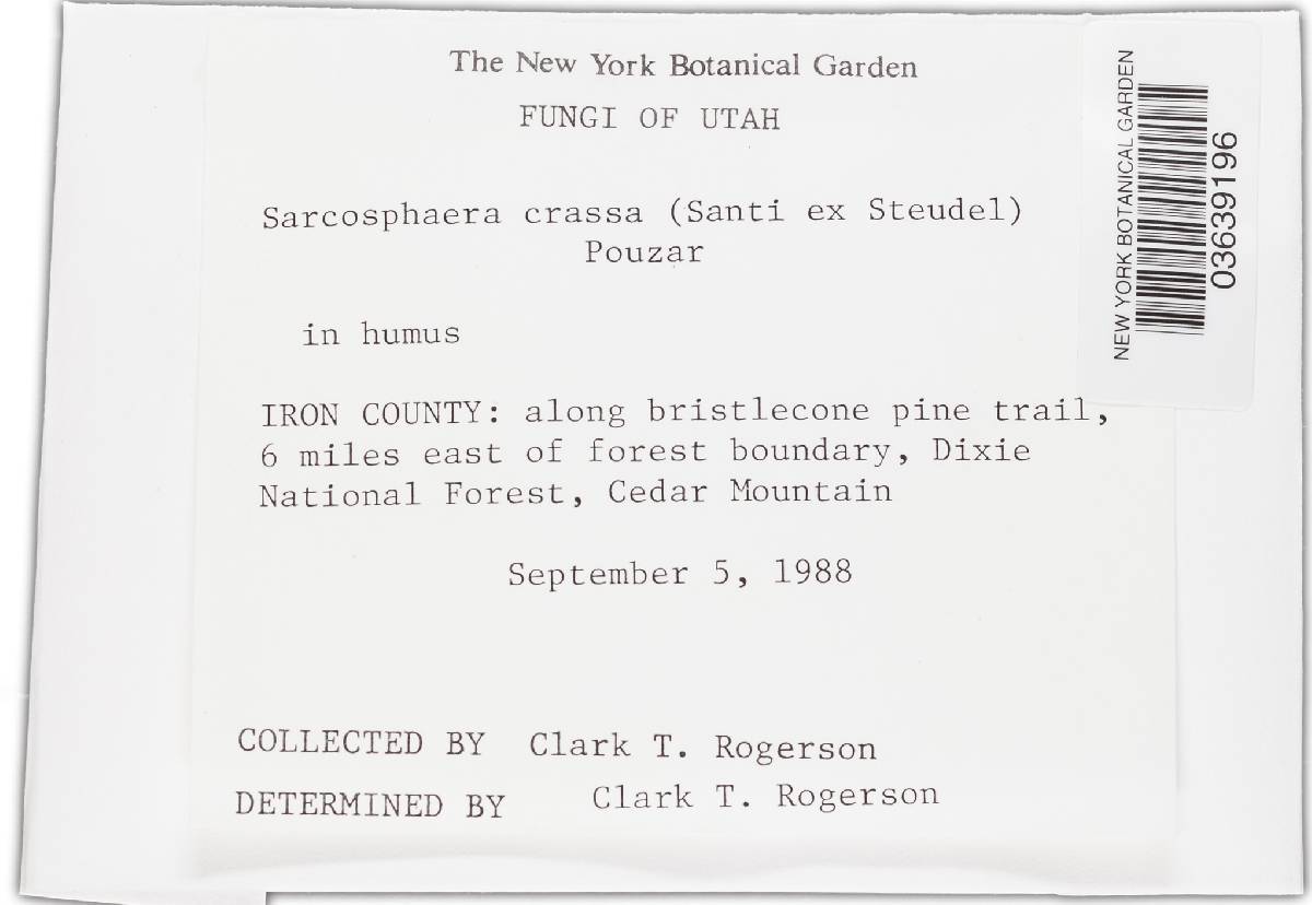 Sarcosphaera crassa image