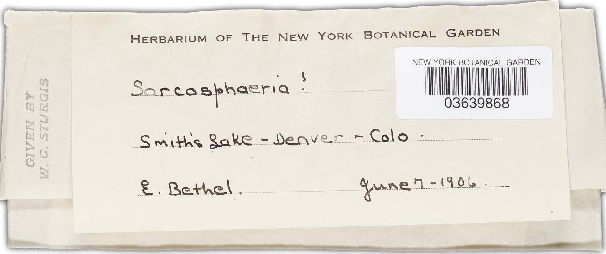 Geopora arenicola image