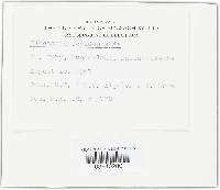 Sarcoscypha occidentalis image