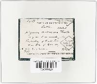 Wynnea americana image