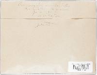 Sarcoscypha occidentalis image