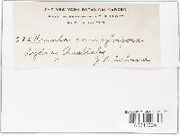 Plectania campylospora image