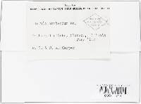 Plectania campylospora image