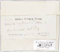 Plectania campylospora image