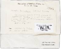 Plectania campylospora image