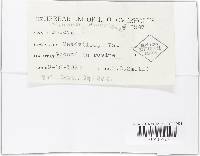 Wynnea americana image