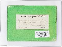 Gyromitra brunnea image