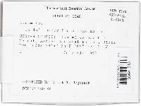 Gyromitra infula image