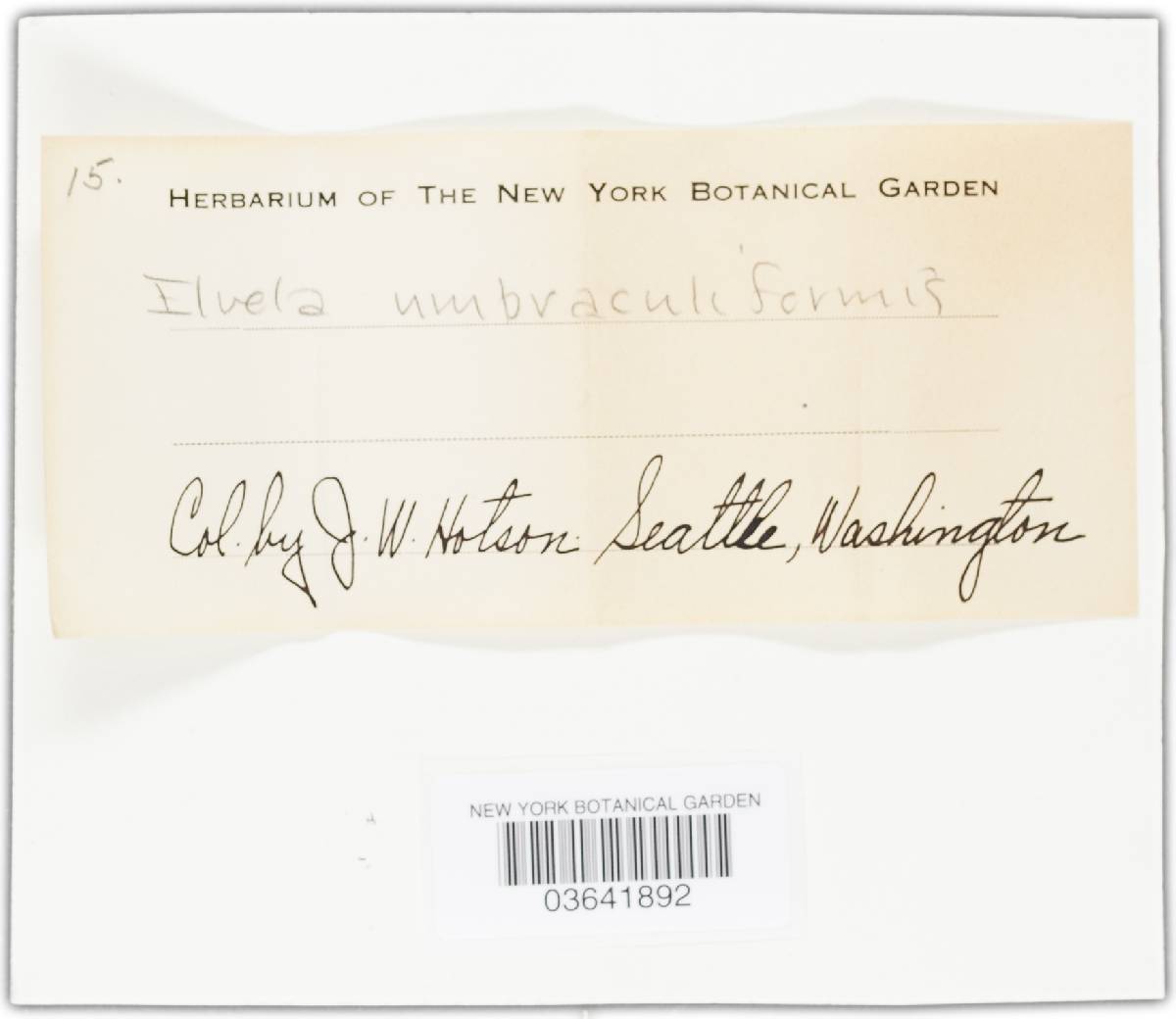 Helvella californica image