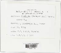 Helvella macropus image