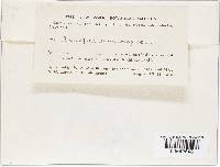 Helvella macropus image