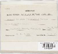 Helvella macropus image