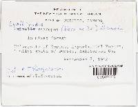 Helvella macropus image