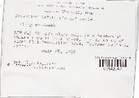 Gyromitra infula image