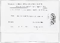 Hydnoplicata convoluta image