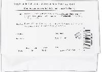 Hydnoplicata convoluta image