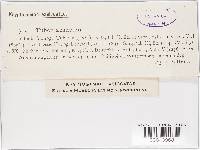 Tuber aestivum image