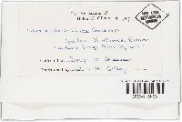 Tuber californicum image