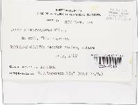 Tuber sphaerosporum image