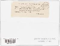 Ascochyta asclepiadis image