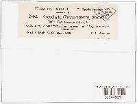 Mycosphaerella chrysanthemi image