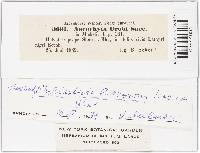 Ascochyta orobi image