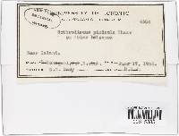 Ascocalyx abietis image