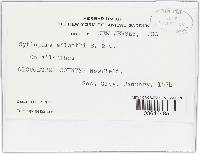 Cytospora ailanthi image