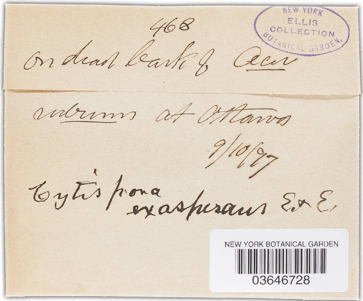 Cytospora exasperans image