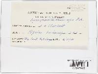 Cytosporella macrospora image